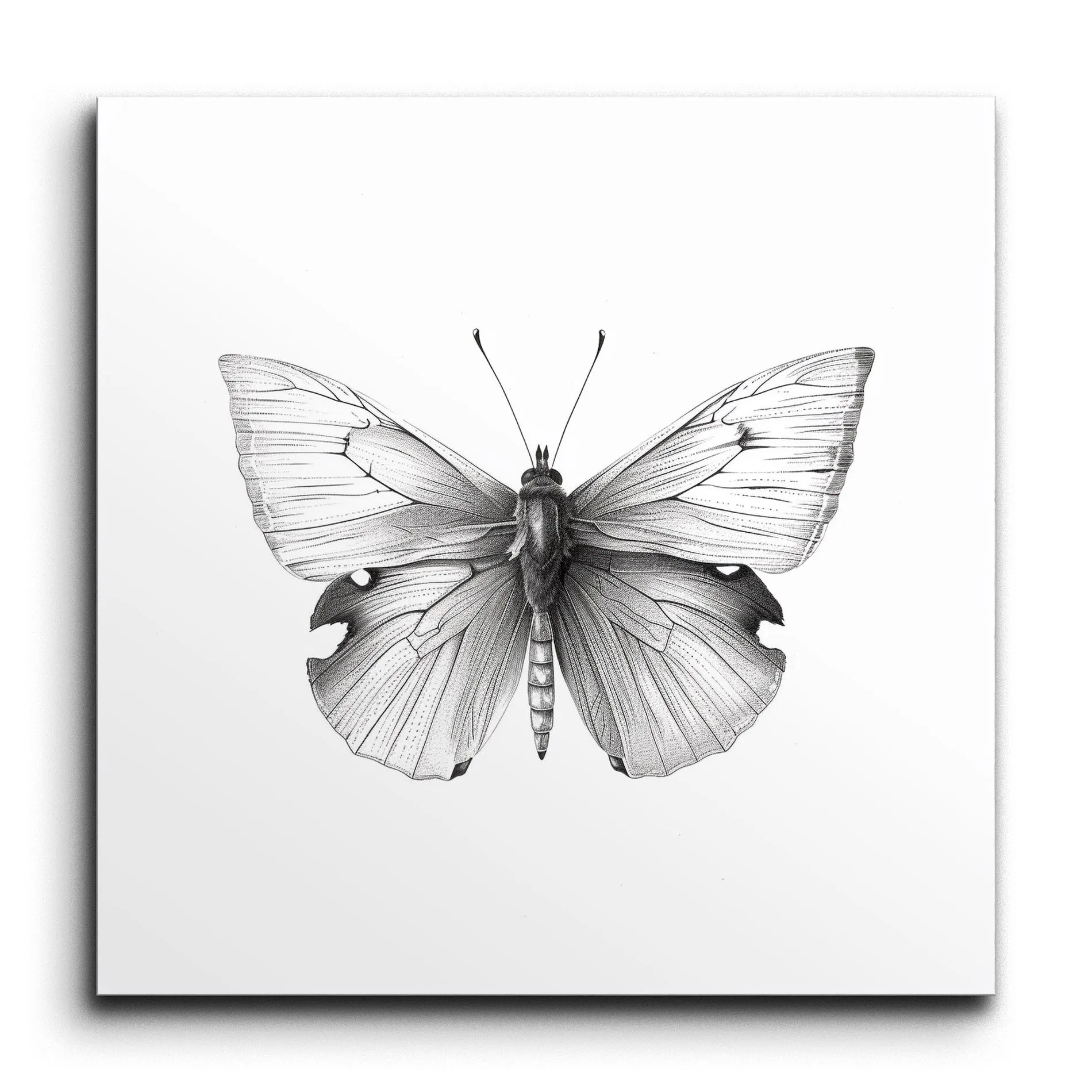 Exquisite Butterfly Elegance in Monochrome Art